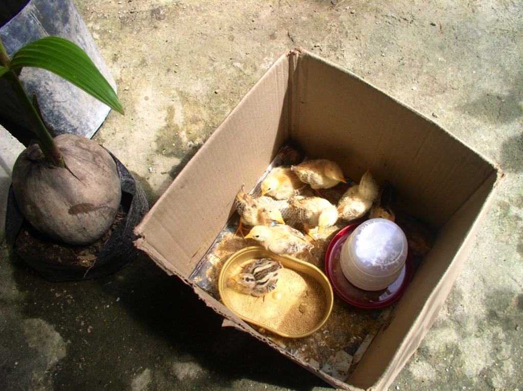 We placed the chicks in a box with food and water and kept this inside the house. This was a mistake be- cause later when the chicks grew up, they all insisted on going inside the house to roost and lay eggs ...