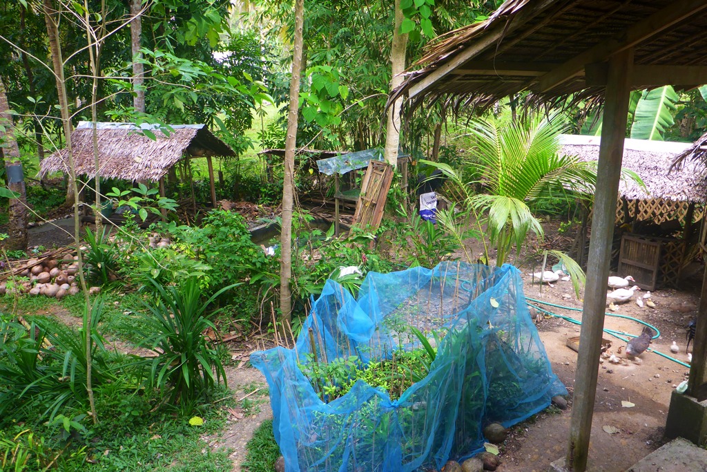 The chicken house/run now demolished. The small duck pond is now visible from the house and the old pig pen will be extended near this area. The nipa roof at the leftmost is the landahan (copra smoking house).