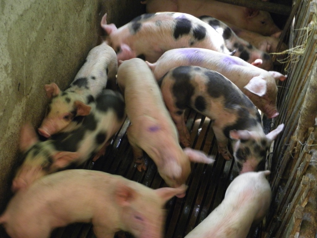 Piglets are often sold at the public market when they are weaned at 4-6 weeks.