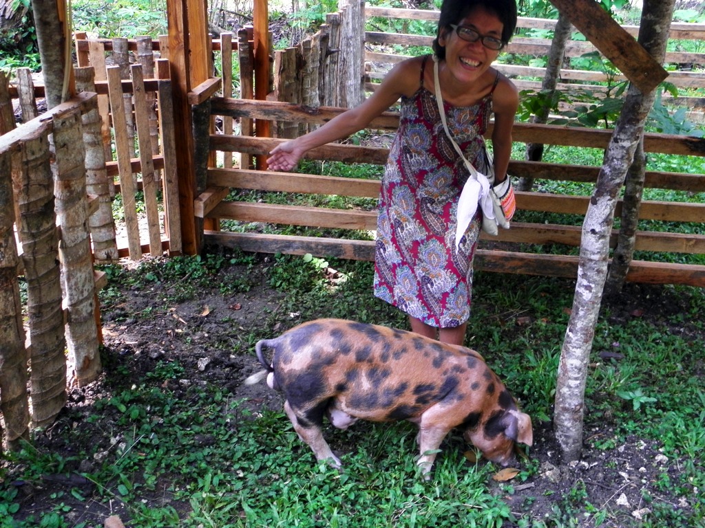 Here's my 4-month old boar Bootleg. He has umbilical hernia so I try to look after him as best as I can.