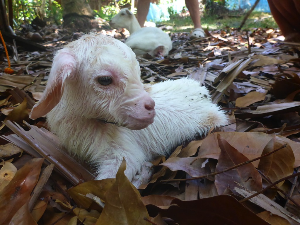 Newly born Bullet. He was born on April 21, 2015.