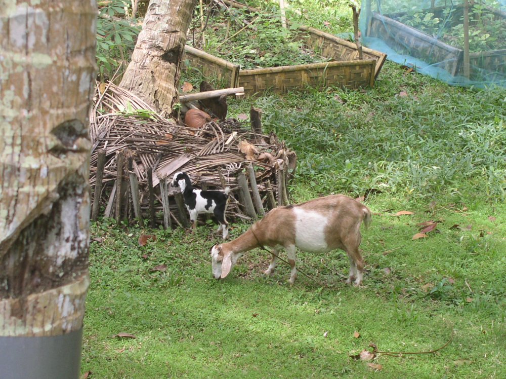 Buttercup with her kid Polly.