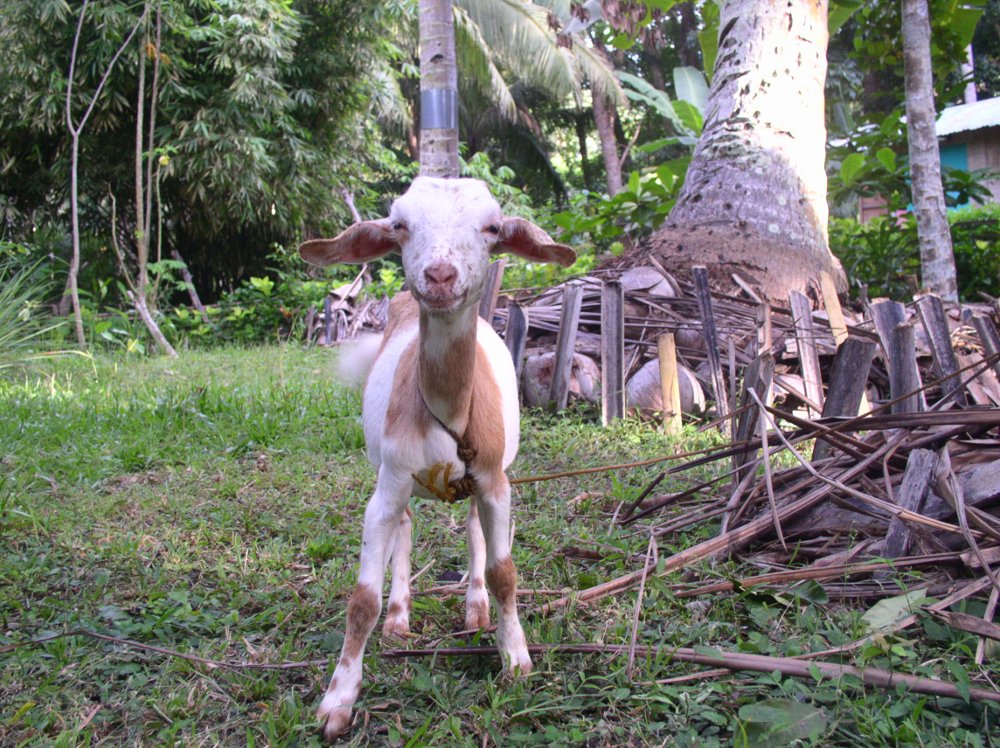 Our first goat Buttercup at 3 months old in October 2011.