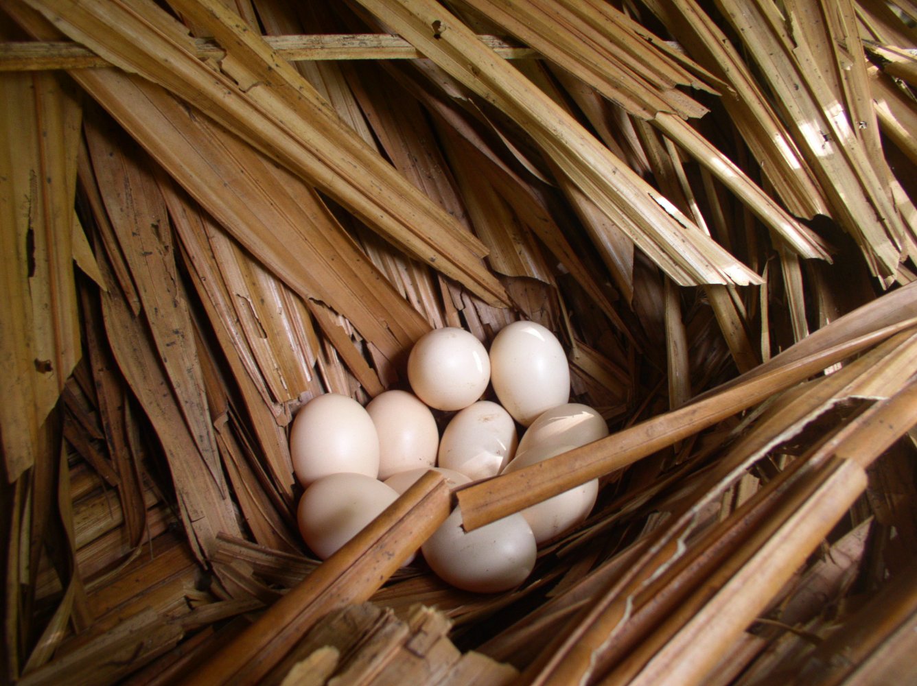 The hen laid ten eggs, and after 21 days, nine of them hatched.