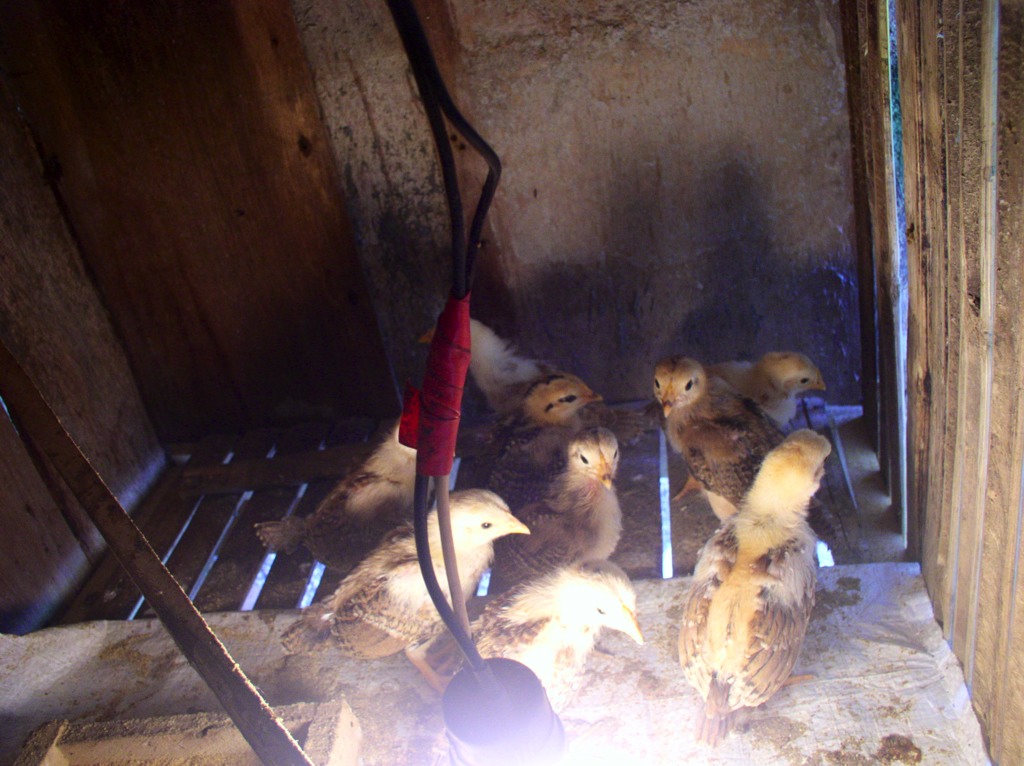 We placed the chicks inside the coop with food, water and a light bulb to keep them warm.