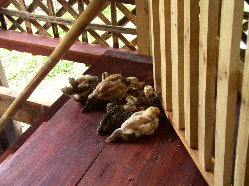 We spoiled the chicks and let them stay up on the balcony. Later, that became a problem as they insisted on staying there. 