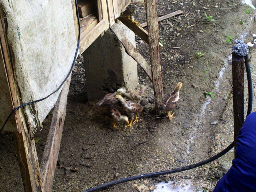 When the chicks got older we let them out of the coop to forage for food.