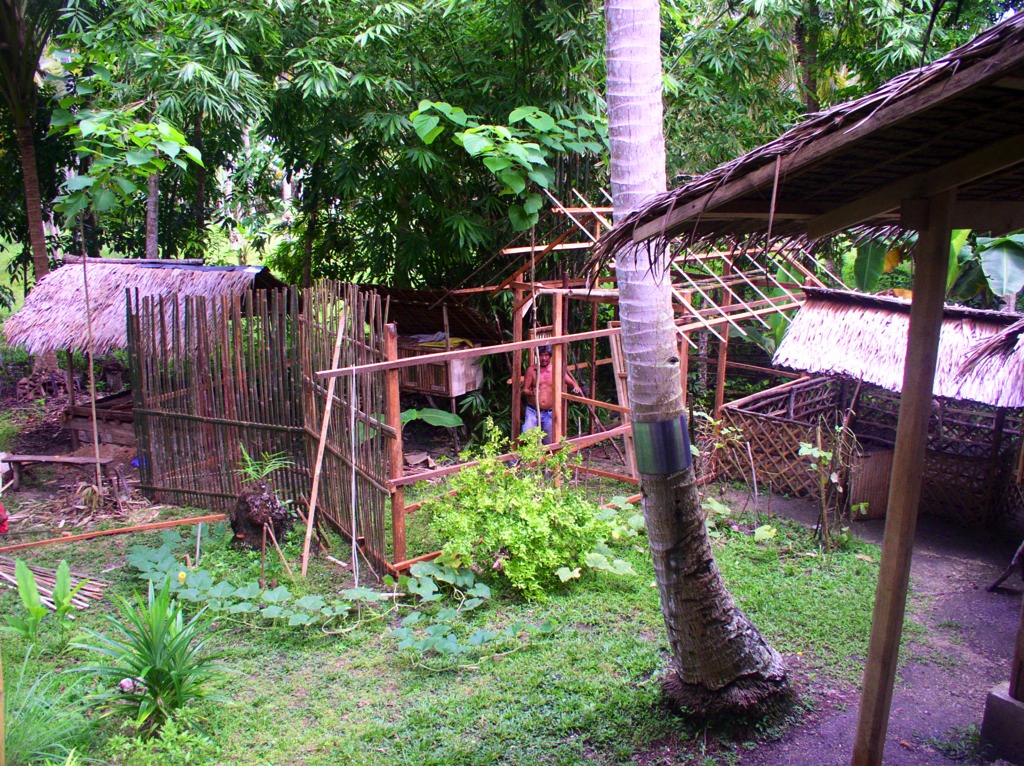 The chicken house/run project in progress – Bebe and Alex worked on this construction. We spent some 8,000 pesos on materials and extra on labour.