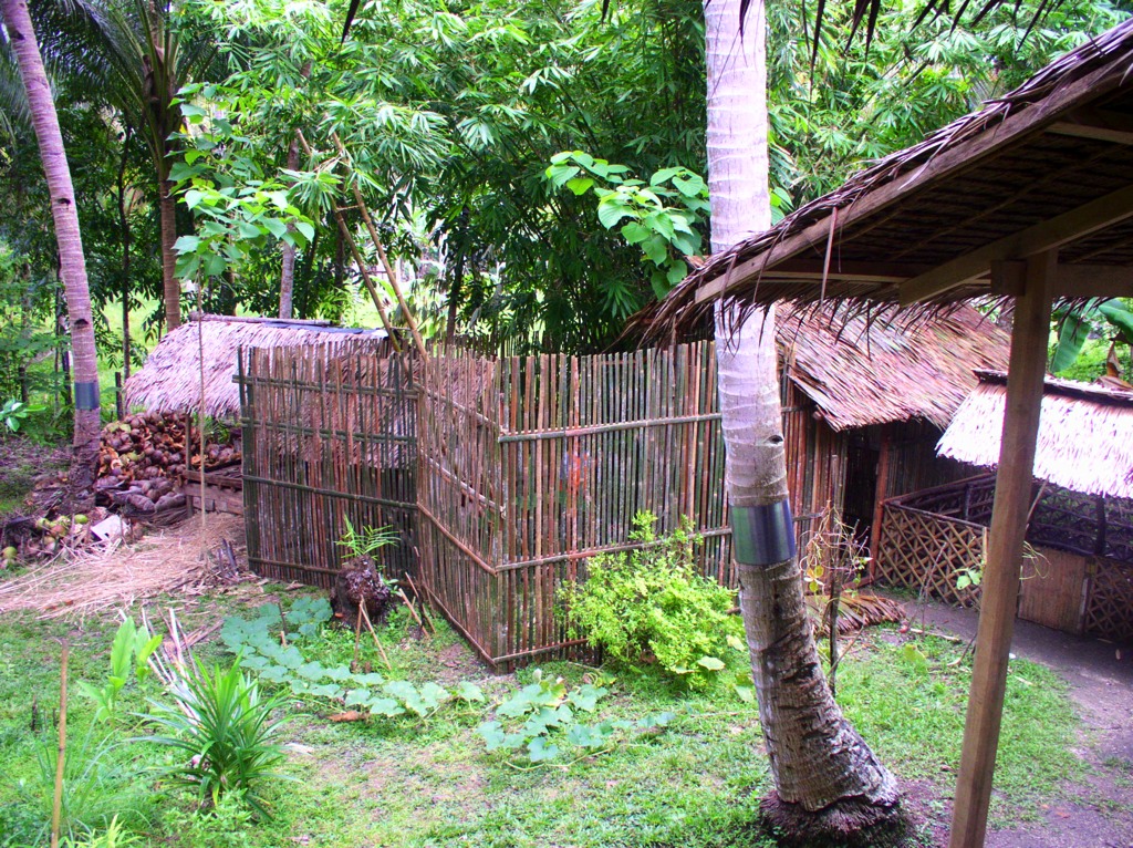 The finished chicken house/run. Chicken house has nipa roof and the chicken run has tall bamboo fences. The nipa roof on the leftmost is the landahan (copra-smoking house) and the little roof on the right is the old pig pen.