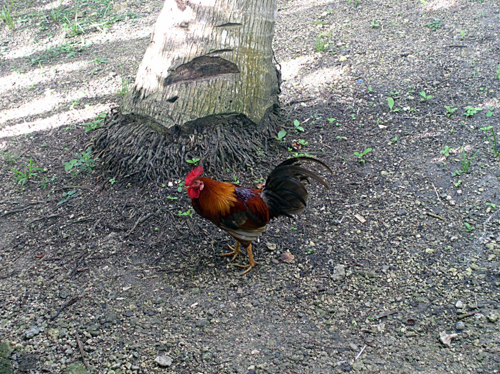 The father was this rooster which free range around the area. In 2013, this rooster died along with many other chickens after a Newcastle Disease infestation. I consider this a great loss to the small community of free-range native chickens in our village.