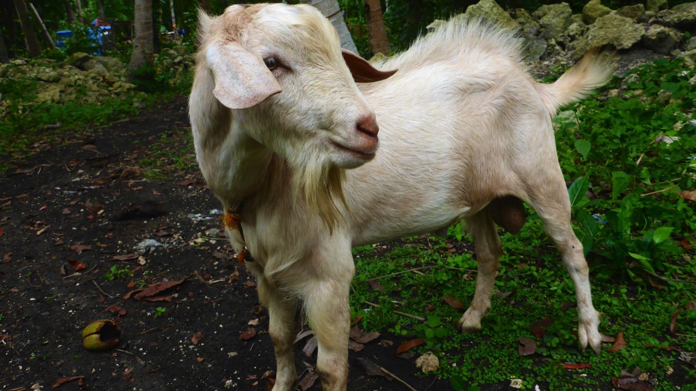 Creamy Latte, now our big billy goat. Here he is 1 year and 4 months old.