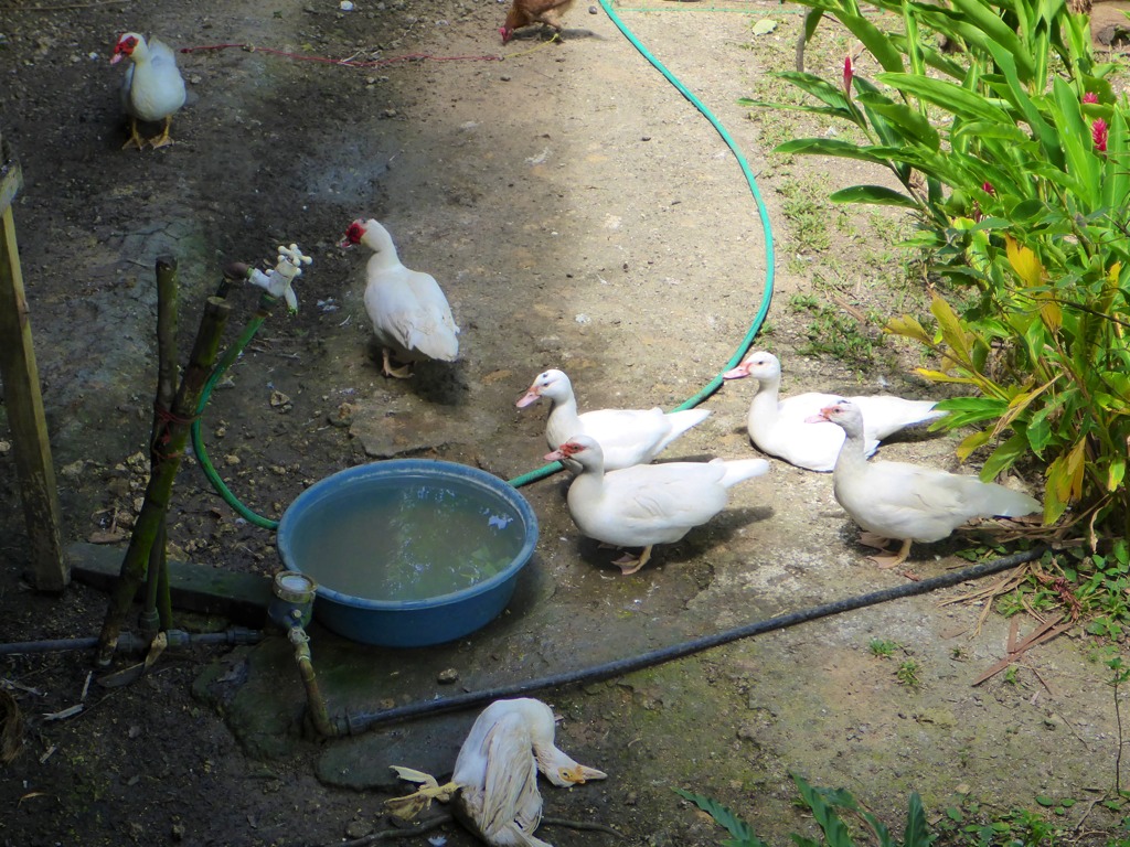 The younger drake confronts the culprit and the group begins to disperse.