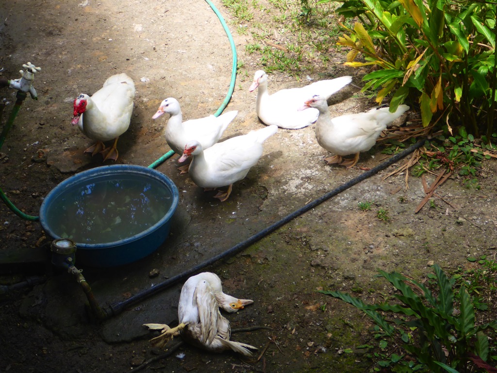 A most curious behaviour of ducks gather near the dead duck, looking on, as if grieving.