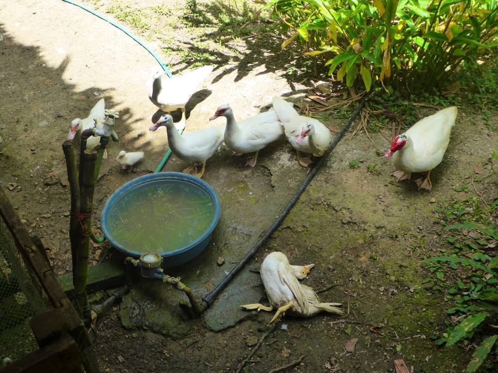 A small group of ducks begin to gather near the dead one.