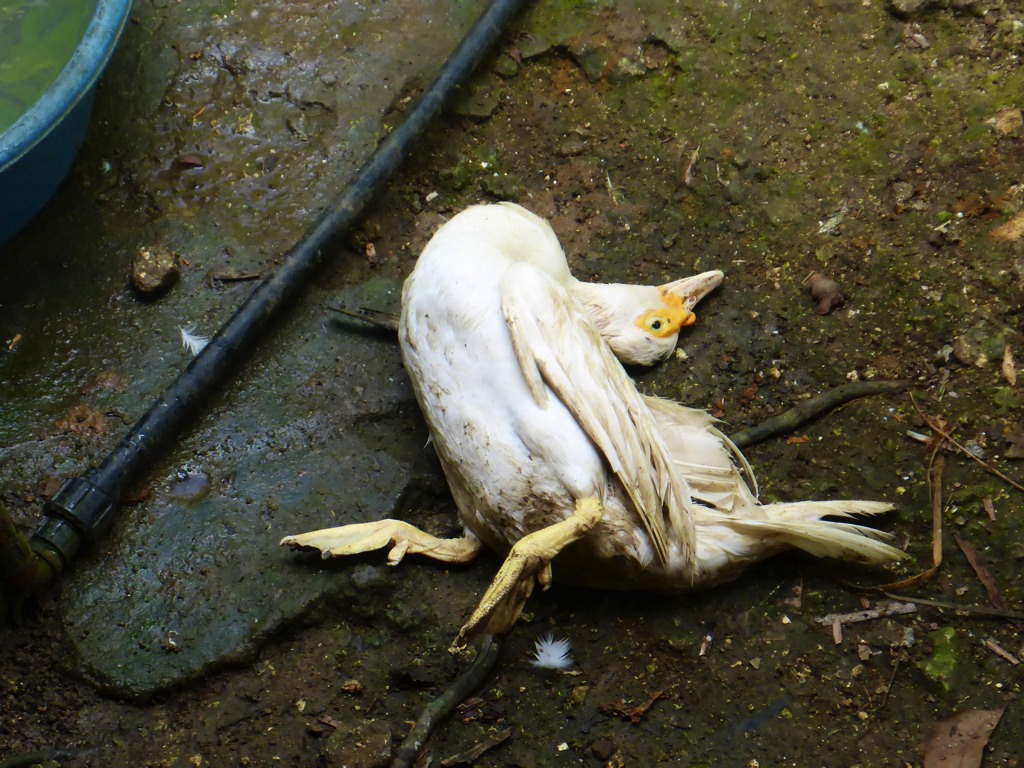 deadduck