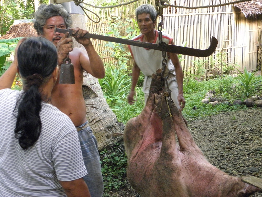 Here's the antique weighing scale we borrowed to weigh our pig. This is called 