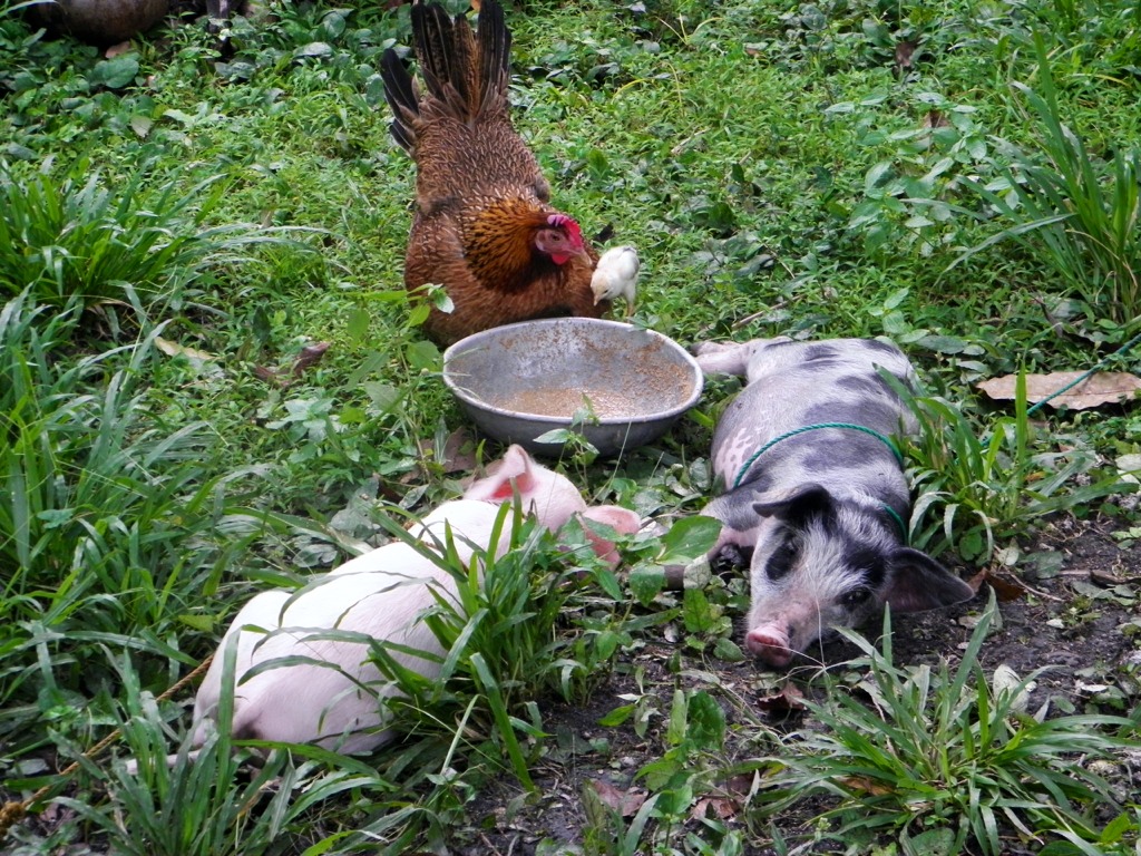 In February 2014 we got two piglets from the market. Our plan was to keep the spotted piglet as a sow and the other for food.