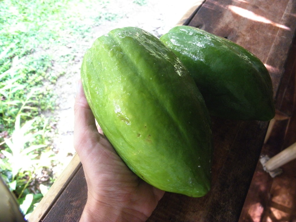 Green unripe papaya for the 