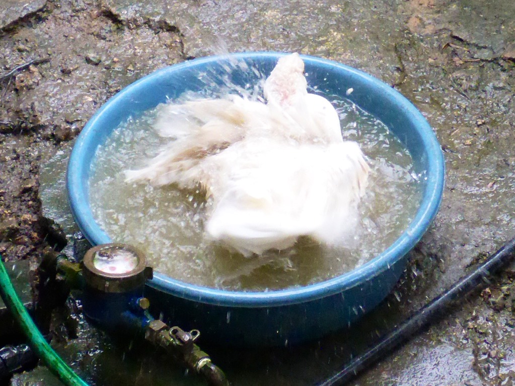 A basin of water seems to suffice for one duck.