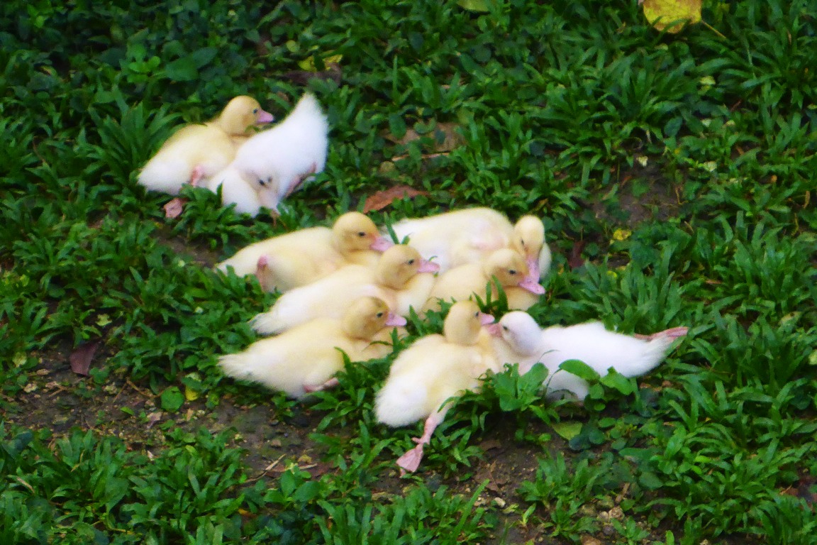 Ducklings warming themselves in the sun.