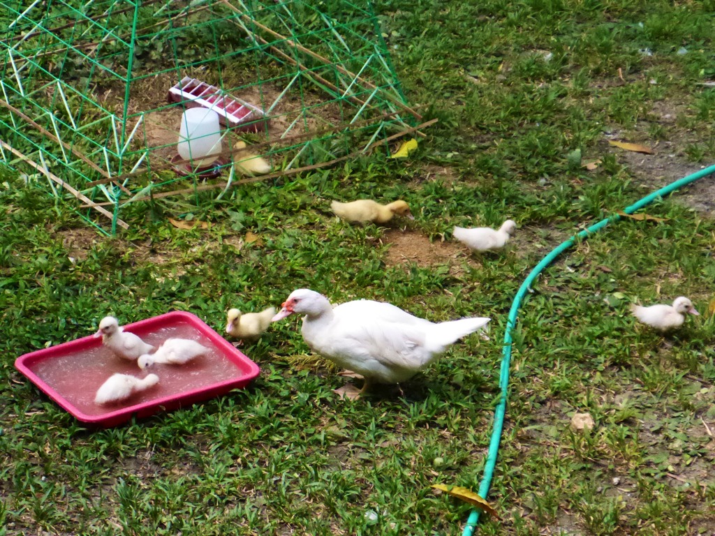 Duck hen with her chicks having a well-accomplished bath in a tray of water.