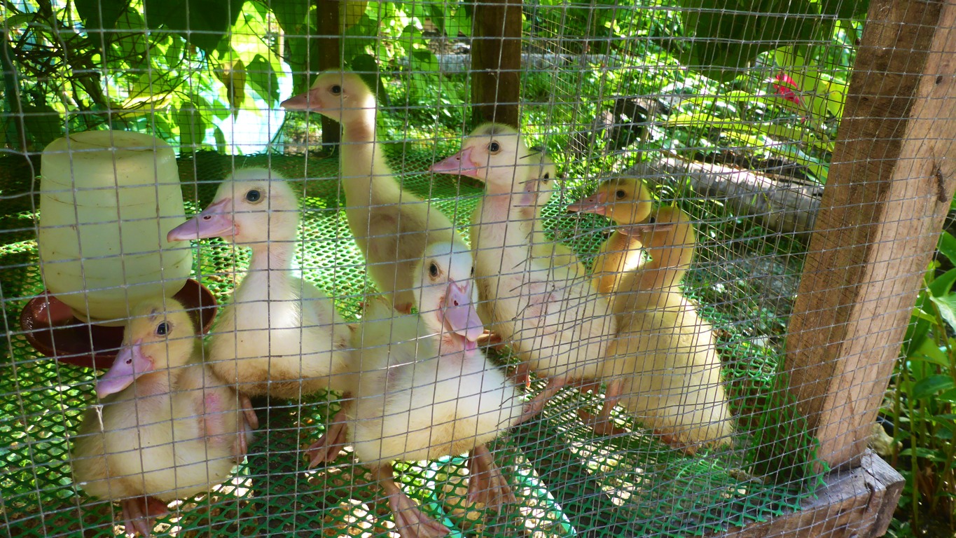 We have decided to keep the ducklings in a coop in order to prevent them getting killed by crushing by larger ducks. Here ducklings at 3 weeks old.