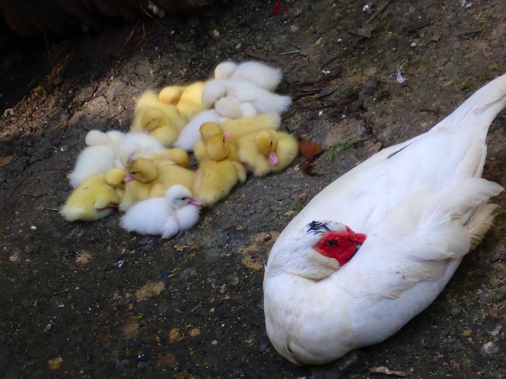 The drake with ducklings. Drakes are known to rear their young with the hen.