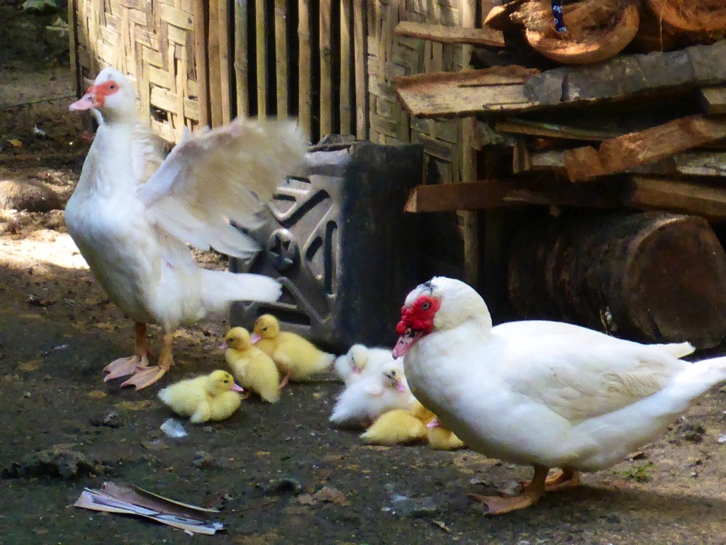 The domestic Muscovy drake (male) and hen (female) with their ducklings.