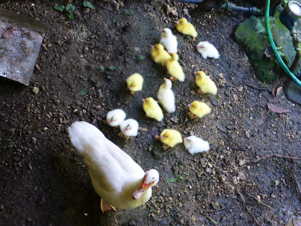 Hen with her ducklings.