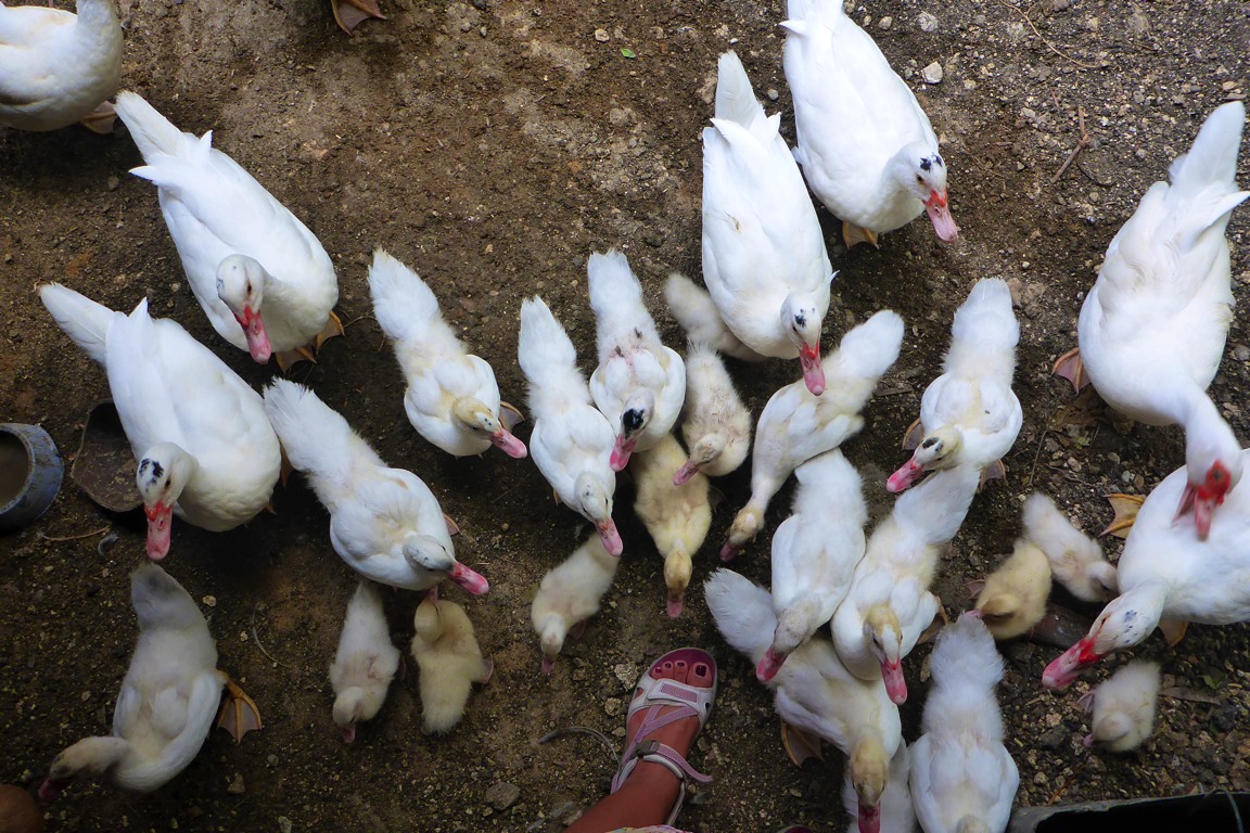 This photo shows the ducks in various ages – from ducklings to fledglings to mature ducks.