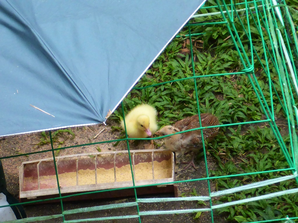 A duckling shares food with a chick!