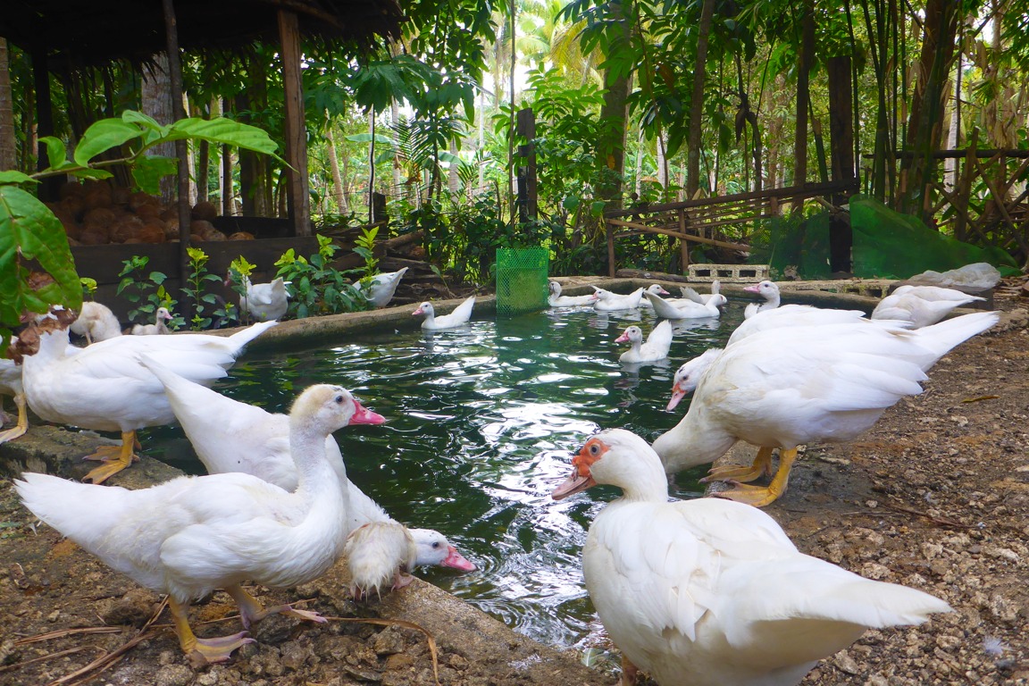 The ducks have their own pond for swimming.