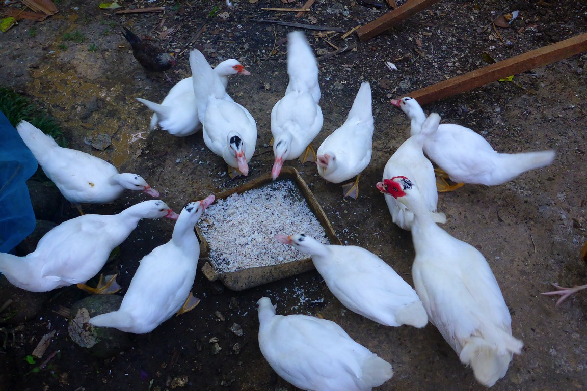 Here are the ducks eating grated coconut meat.