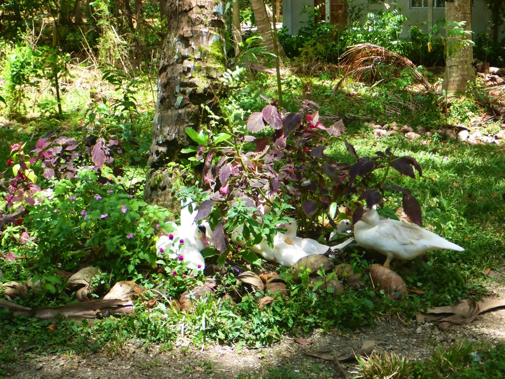 Here are the ducks relaxing amongst garden vegetation.