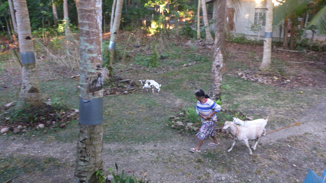 Early in the morning, Penny brings the goats out to pasture.