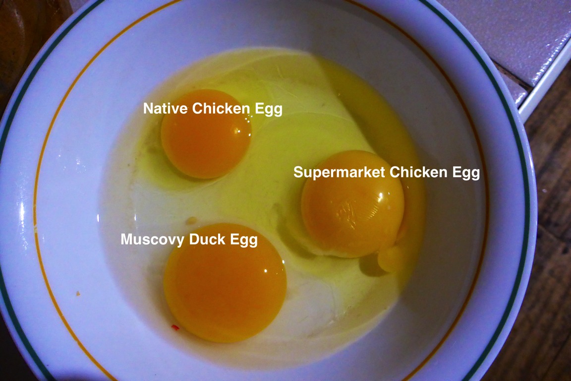 Comparing eggs in size and colour.