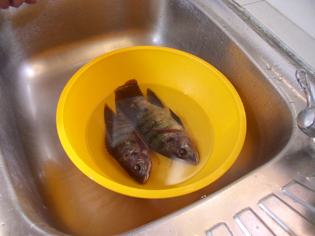 Our first catch. Penny and Terry caught these by putting a big net in the pond, waiting several hours, then pulling the net up swiftly. Soon, the tilapia learned the trick and Terry couldn't catch them anymore.