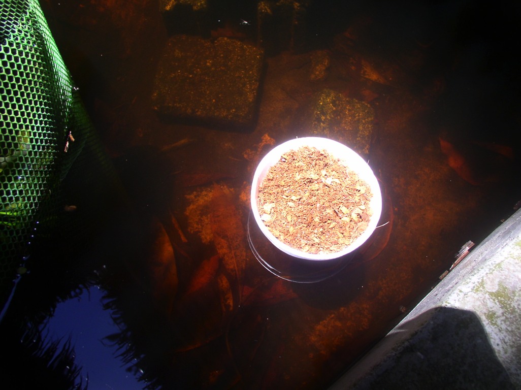 Trevor placed floating pots in the pond hoping to grow cool weather plants like lettuce, taking advantage of the cooler micro-climate of the pond. However this was not successful.