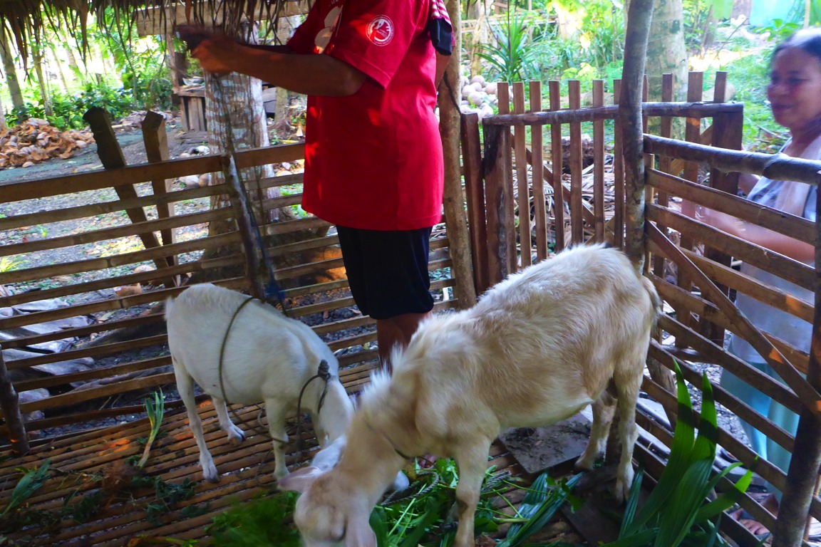 In the late afternoon, the goats are brought back into their little house.