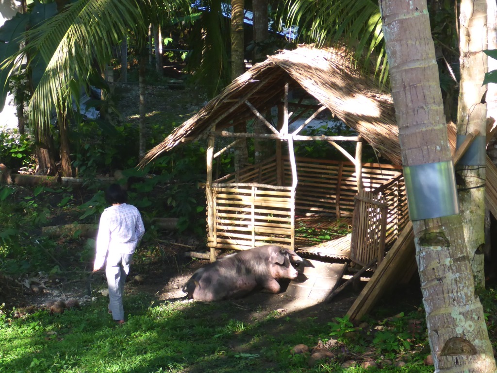 Here’s our goat house. This can accommodate 3 goats. Later I hope to fence out a larger area in the garden where goats can have more space.