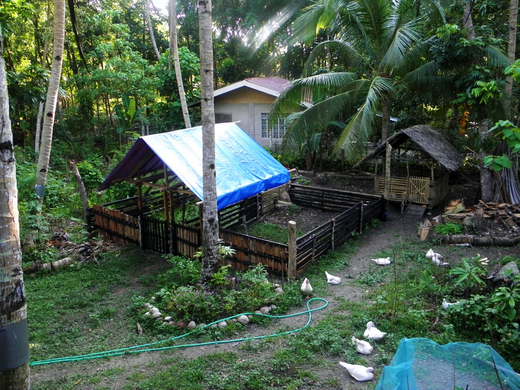 This photo shows the pig pens (with the blue tarpaulin roof) and just behind that, the little goat house with the nipa roof.