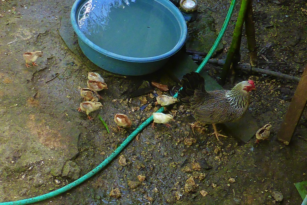 Hen with chicks – we currently have three hens with chicks, another error because hens fight each other and chicks die. Hens should be allowed to brood only one at a time. This photo was taken in February 2015.