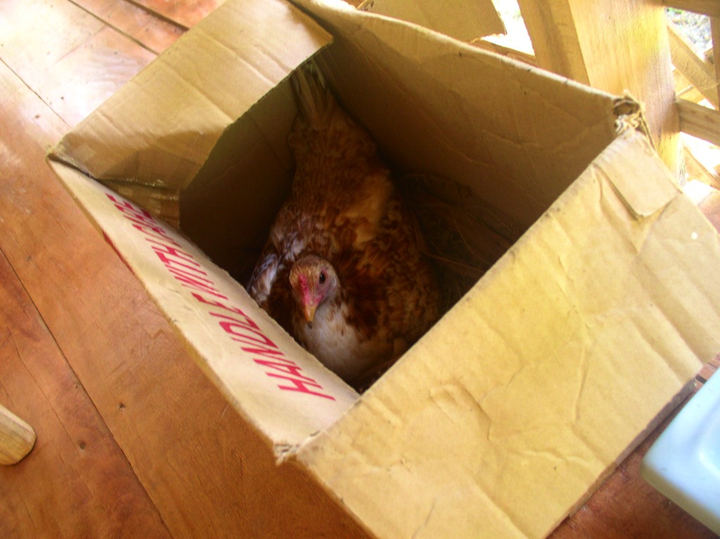 We let the hens lay their eggs inside the house, resulting in mites problem at home and hens insisting to go in the house. Here is a hen inside a box under the table on the balcony.