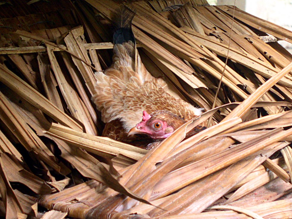 A hen found this bed of nipa under the house and laid her eggs there.