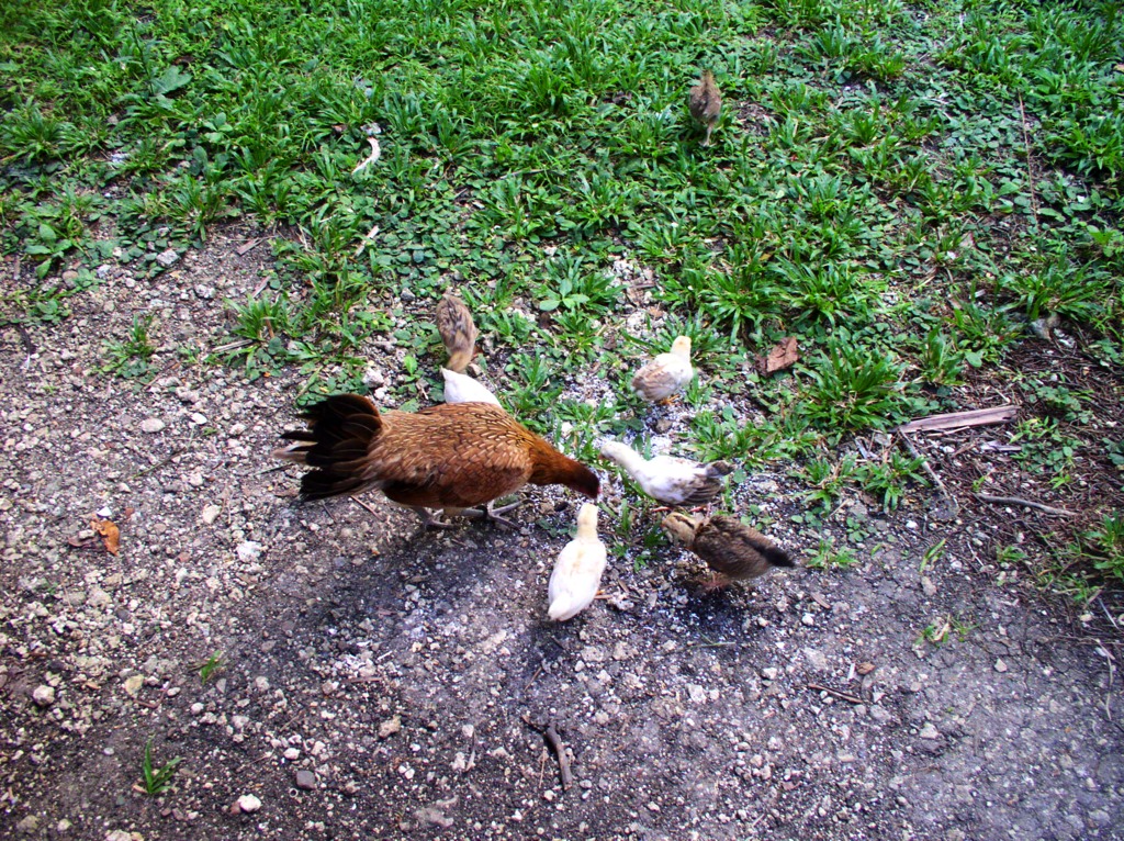 Our first batch of chickens matured and had chicks of their own. Many chicks died because of poor condi- tions in the chicken house/run and later, when they were allowed to free-range, because of the Newcastle Disease. This photo was taken in 2011.