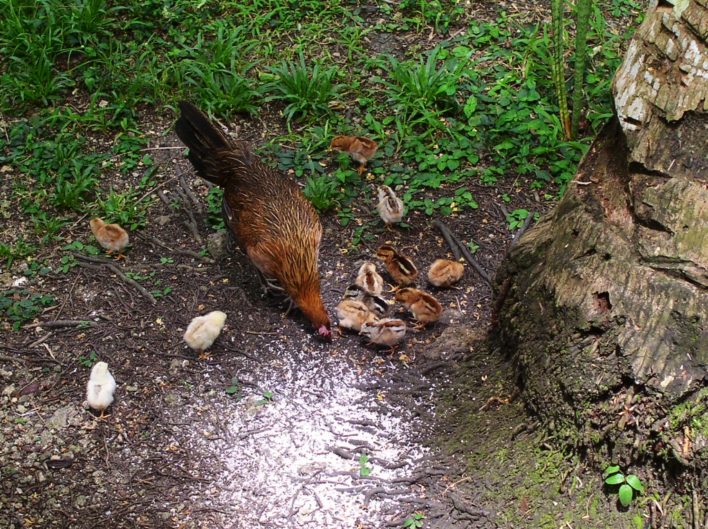 Here is a hen and her chicks eating grated coconuts, taken in 2011. We tried supplementing chicken feed with food found in the garden. I am currently trying to get back into fermenting food for the chickens, ducks and pig.
