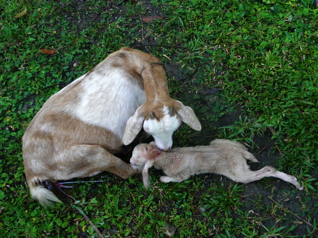 Mommy Buttercup with new kid Latte. Latte was born on March 28, 2013.
