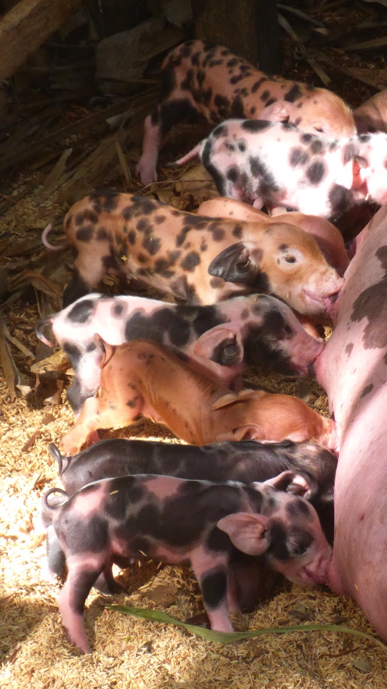 Piglets suckling. Later that day, the sow stopped producing milk.