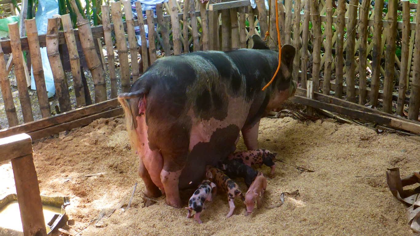Our sow farrowed in May 2015 but stopped producing milk after a strong antibiotic injection administered by an animal technician. In July she died after a veterinarian injected her with Ivermectin. Such fatalities caused by outsiders is very common in our village this the people have stopped trusting such outsiders. Now we try to do everything on our own.