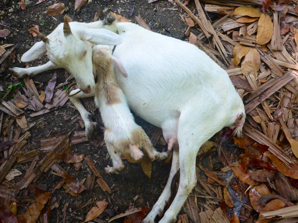 Mommy Snowball with her new kid Bullet.